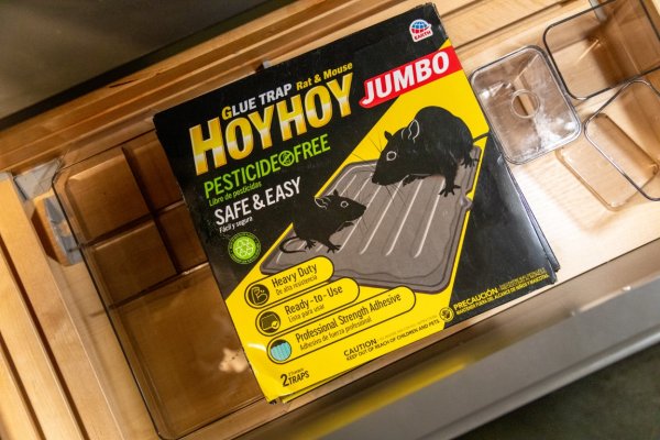 Jambobrat Raps Hoy Hoy Rat and Mouse Jumbo Size Glue Trap Review