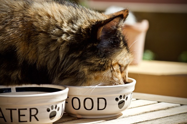 cat eating their food out of a bowl