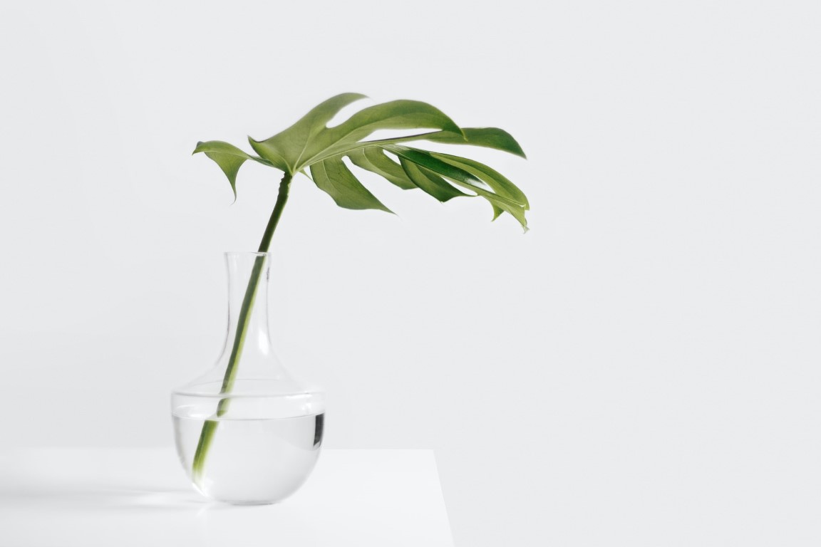 a plant in a clear vase