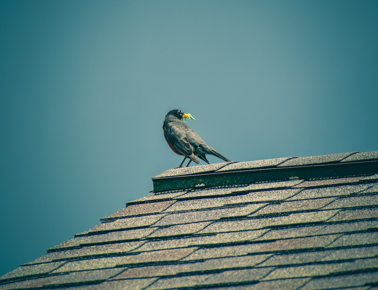 a raven eating food on the top of a roof