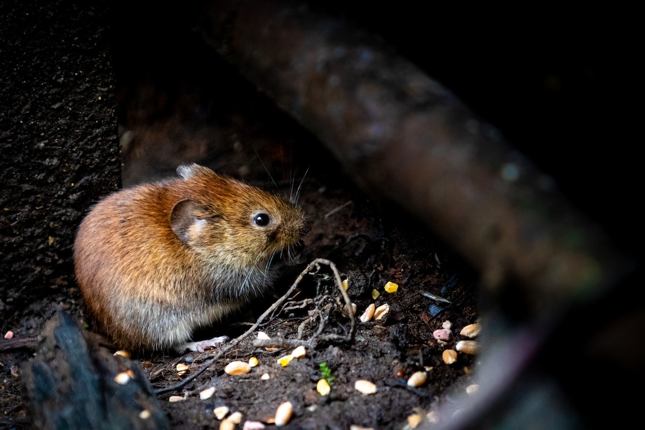 mouse eating dropped seeds