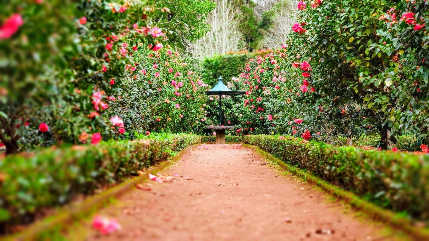 a path in a garden