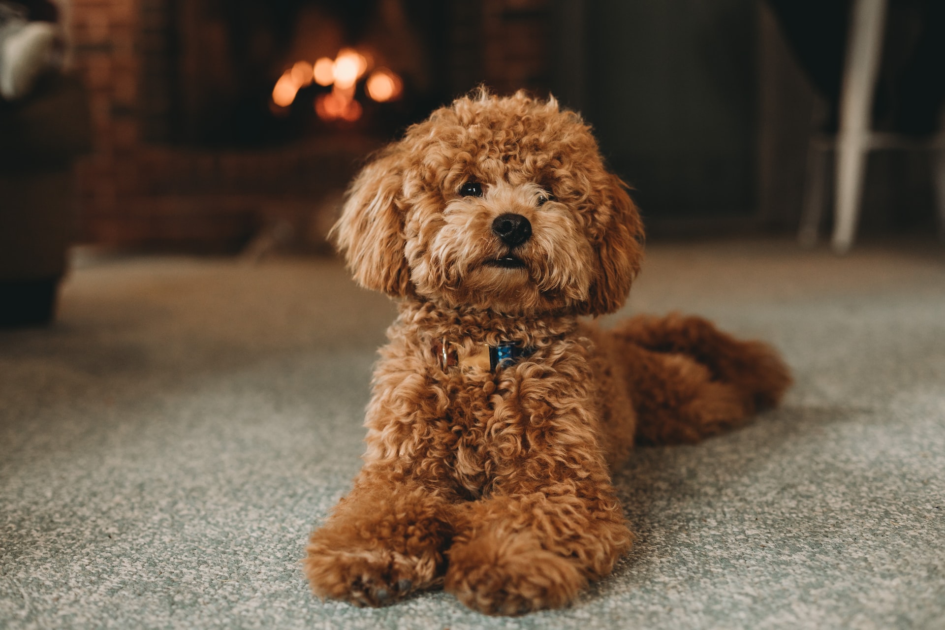 poodle sitting down