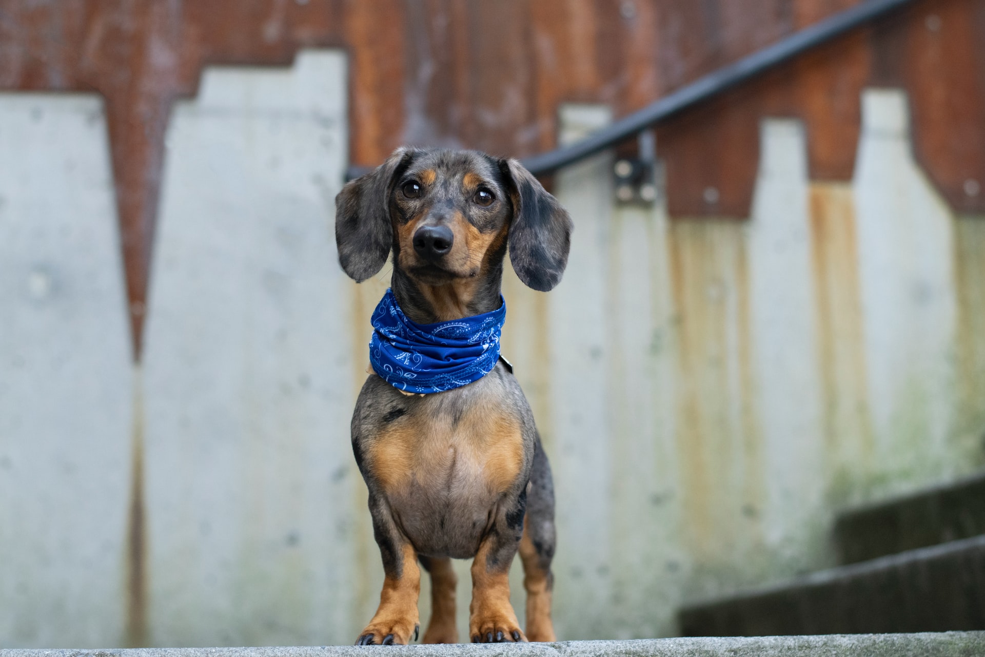 small dachshund standing up