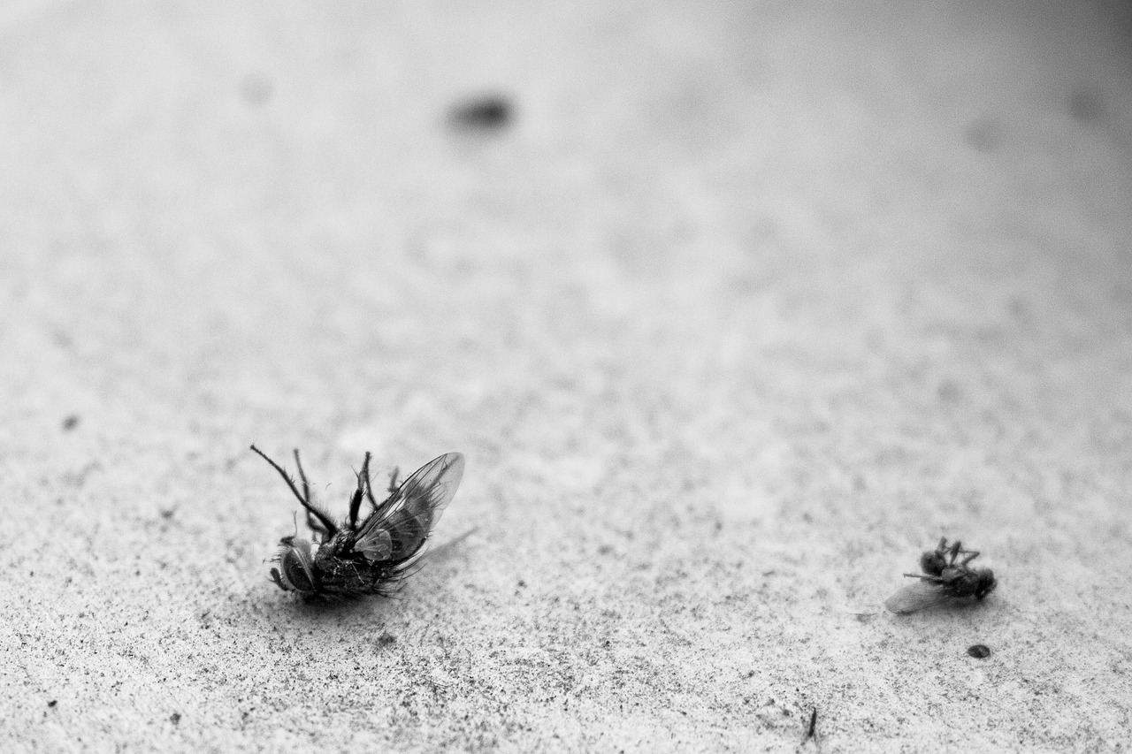 fly that has passed away in a black and white photo