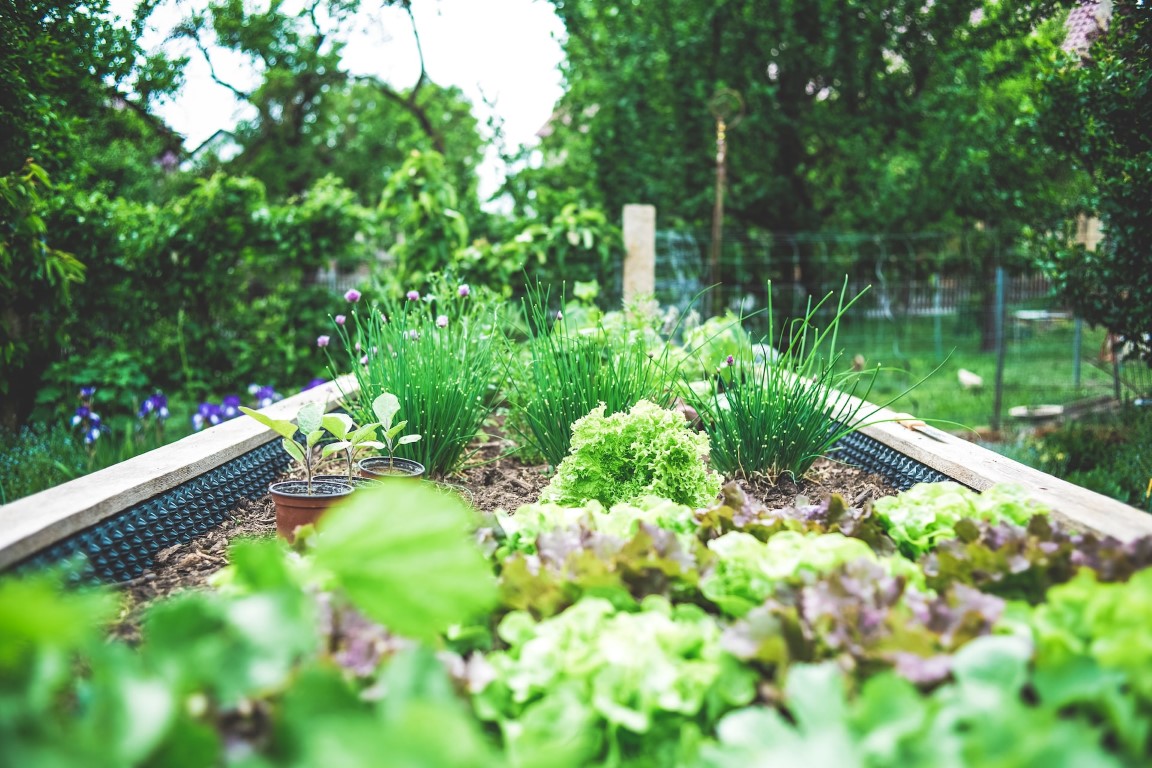 a bed of veggies in a garden
