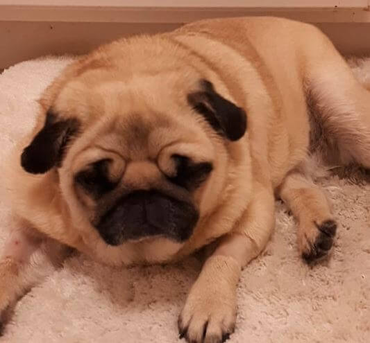 Sad pug dog