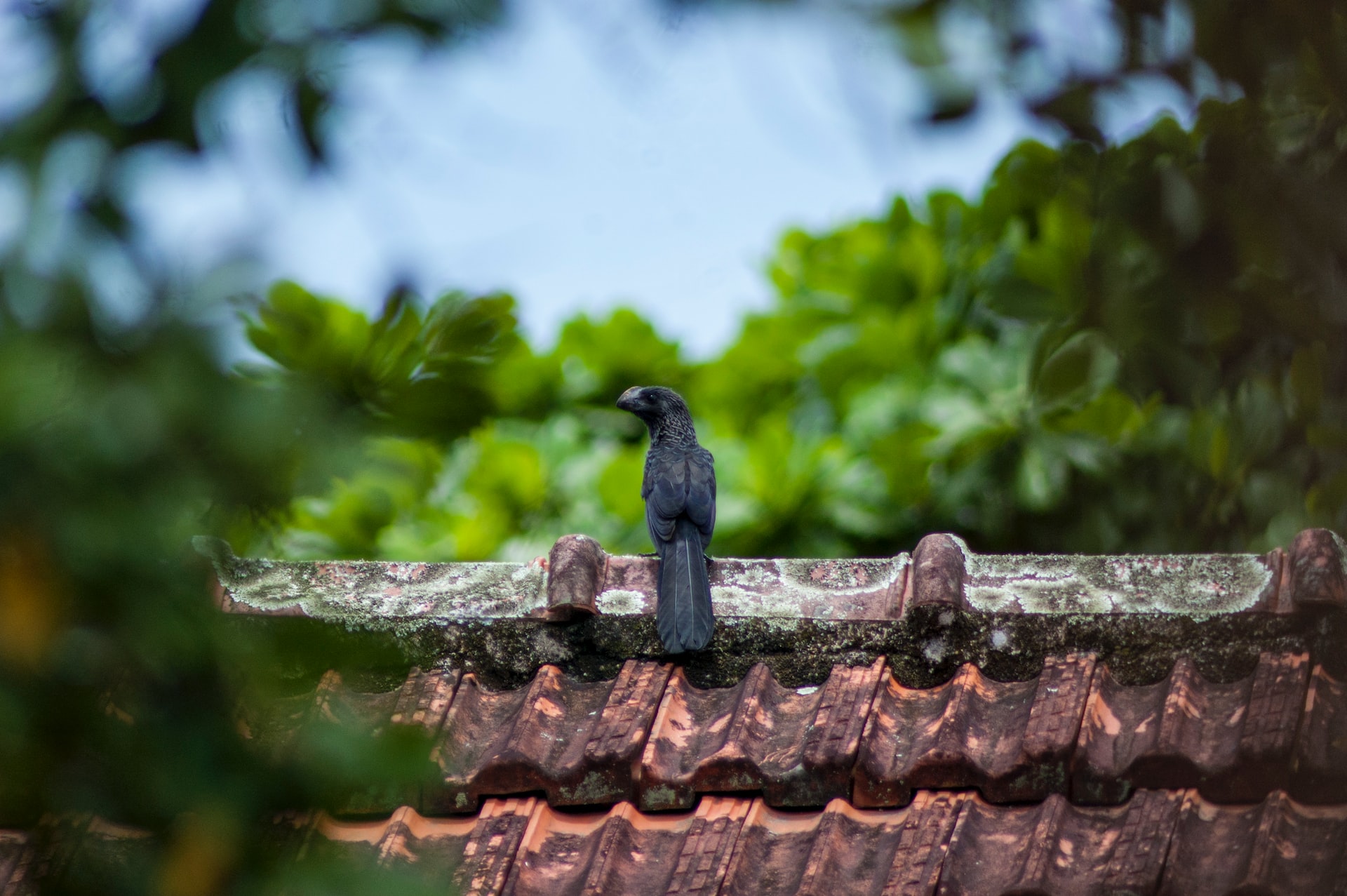 a black bird sitting on an older red clay roof