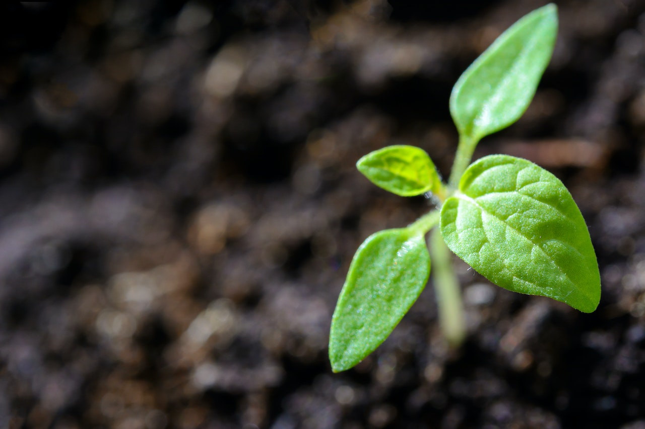 seedling growing from the ground