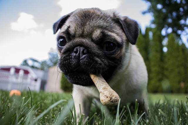 a pug dog with a treat in their mouth