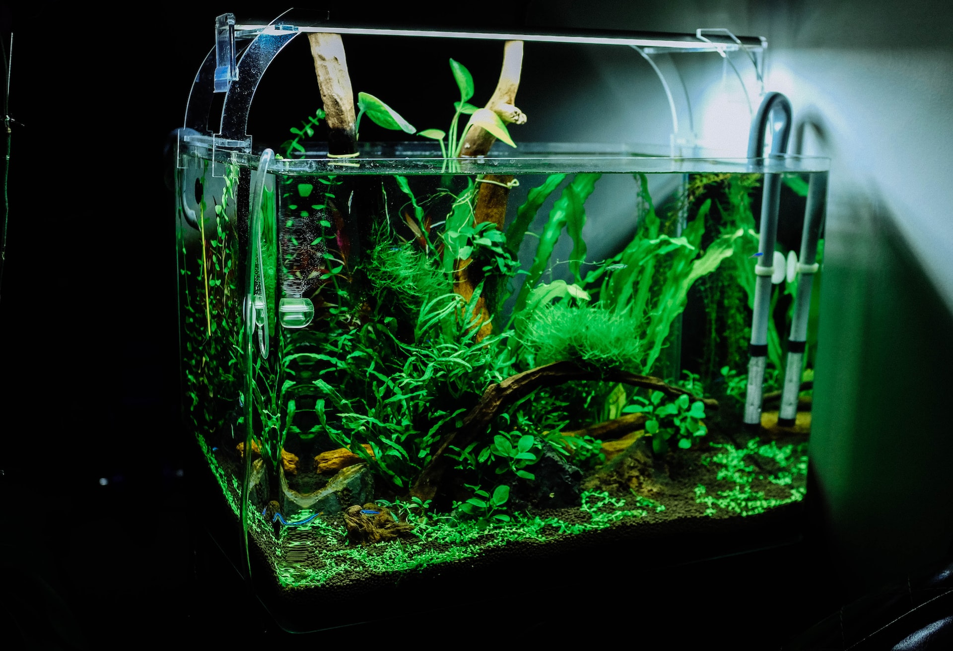 rimless fish tank