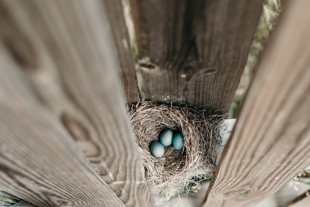 three blue robins eggs in a nest