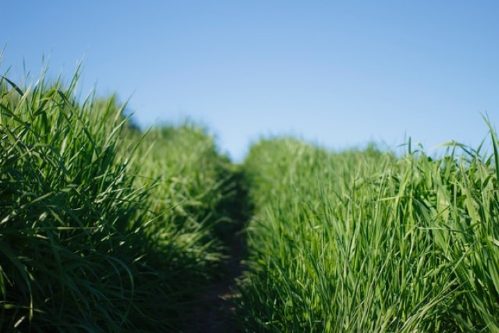 Rows of tall grass