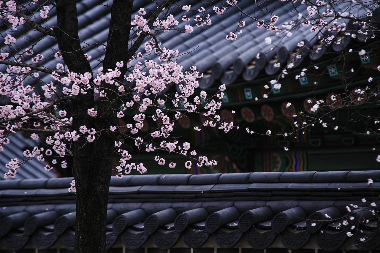 cherry blossoms in front of traditional roofing