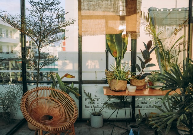 plants inside of a clean house