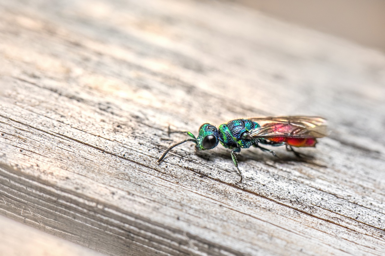 colorful wasp on a piece of wood