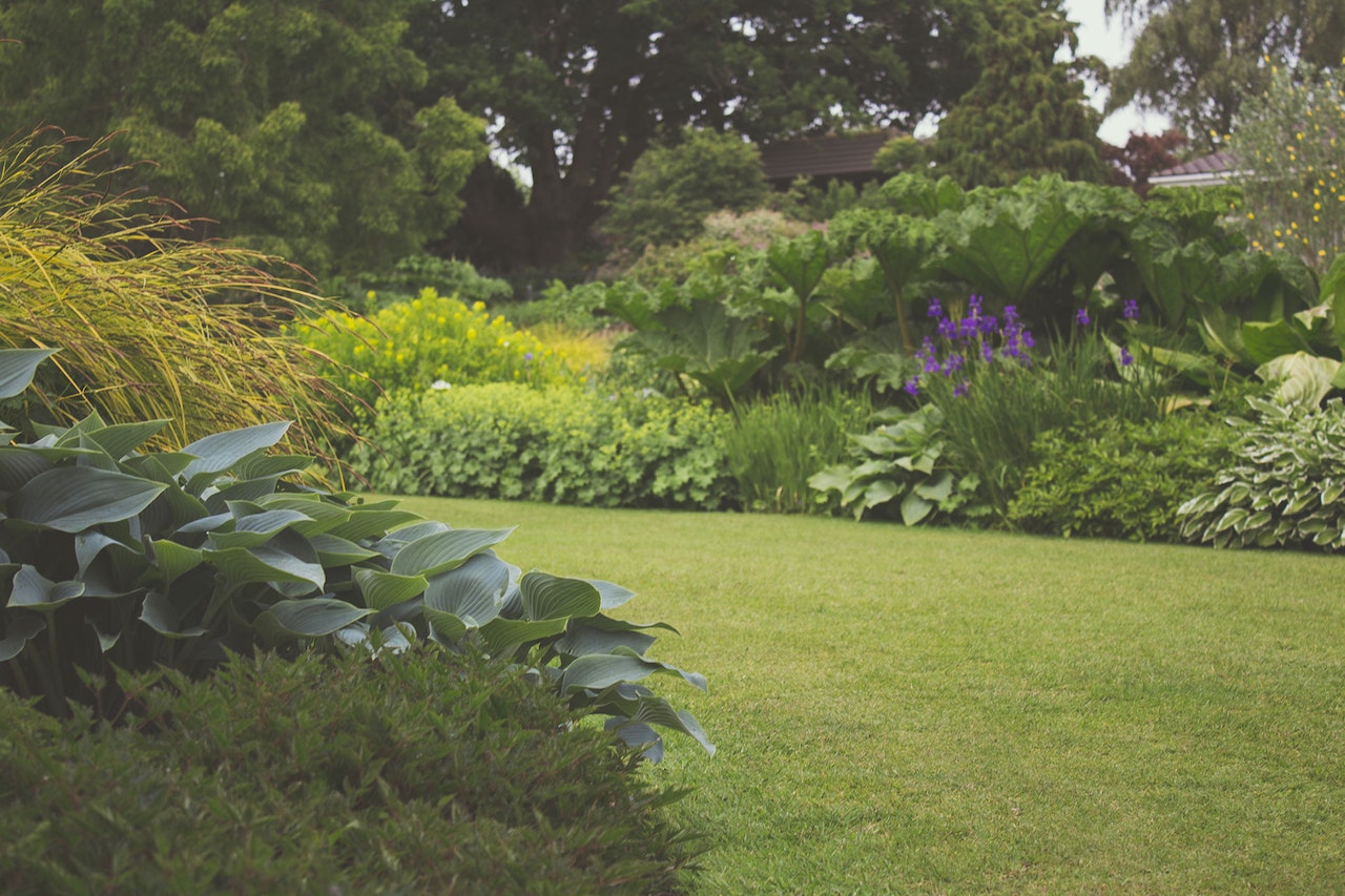 green grass in a backyard 